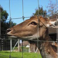 Valla de ciervo de cabra para animales de granja, valla para ganado, caballo, oveja, valla para pastizales