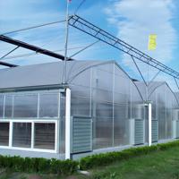 Serre agricole économique à toit en arche multi-travée pour poivrons verts, grande taille, structure en acier galvanisé, feuille de polycarbonate, température