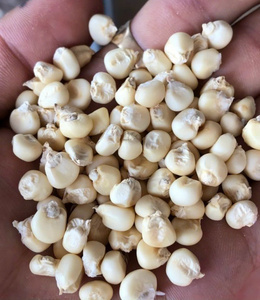 Chất lượng cao hữu cơ khô sáp ngô hạt giống cho nấu ăn lành mạnh, ngũ cốc, snack ngành công nghiệp, số lượng lớn xuất khẩu và bán buôn - Product Image 3