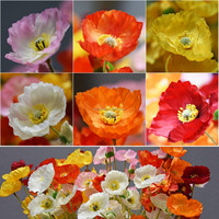 Bunga Poppy Flanders Merah Sunset Tangkai Tunggal 60cm, Laris Manis, untuk Dekorasi Rumah dan Pernikahan