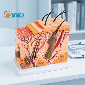 Modèle d'enseignement de la médecine et de l'anatomie : Modèle d'anatomie de la peau humaine agrandi 50 fois avec cheveux - Product Image 1