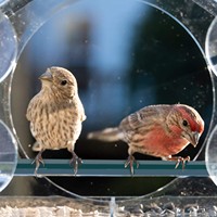 Mangeoire à oiseaux en forme de maison, écologique, pour l'extérieur, structure anti-évasion avec poulie, station d'alimentation portable pour usage quotidien des oiseaux