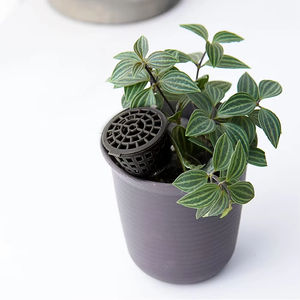 Panier à engrais facile à transporter avec couvercle, boîte à engrais, conteneur à engrais pour bonsaï, outil écologique - Product Image 2