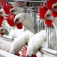 Cage à poulets de chair automatique de Type H de haute qualité pour fermes avicoles Nouvelle cage à batterie en maille d'acier pour poulailler