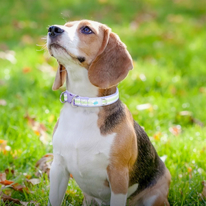 Organic 100% Reciclado Desarrollo sostenible Ecológico Poliéster + Neopreno Collares para perros Correas 10 colores en stock - Product Image 4