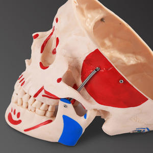 Modèle <span class=keywords><strong>de</strong></span> crâne naturel avec muscles colorés en PVC, modèle anatomique pour l'enseignement scolaire - Product Image 4