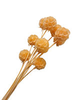 Fleur de Scabiosa Éternelle Préservée Bourgogne Têtes de Fleurs Séchées Tiges Éternelles Remplissage de Bouquet DIY Décoration de Mariage Vente en Gros