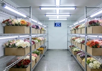 Cámara Frigorífica para Floristería, Refrigerador para Flores, Congelador para Flores