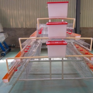 Lồng nuôi gà tròn Rtl Cage cho chăn nuôi gia cầm ở Ghana, hệ thống chuồng nuôi gà kiểu pin - Product Image 5