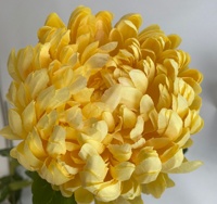 Fleur de chrysanthème artificielle de qualité supérieure fleurs en soie violettes pour l'obtention du diplôme à la maison fête des mères nouvel an décor de mariage