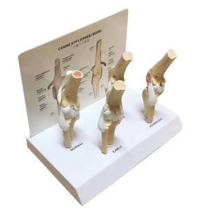 แบบจำลองโรคข้อเข่าเสื่อมในสุนัข 4 ขั้นตอน สำหรับ<span class=keywords><strong>การ</strong></span>สอนกายวิภาคสัตว์ - Product Image 4