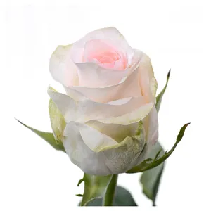 प्रीमियम केन्याई ताजा कट फूल सीनरीटा गुलाबी सफेद पेस्टल गुलाब बड़े सिर वाले 70 सेमी तना थोक खुदरा ताजा कट गुलाब