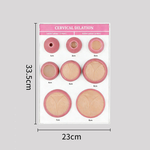 Modelo de Exhibición para Examen Ginecológico, Tabla de Dilatación Cervical de 1-8 cm, Modelo de Parto para Uso Educativo - Product Image 4