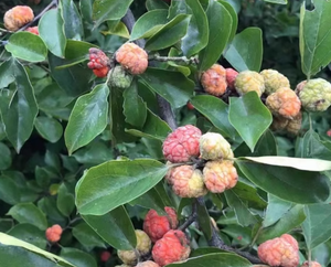 Natural Raw Maclura Tricuspidata Frutos secos Todo <span class=keywords><strong>Che</strong></span> Tree Mandarin Melon Berry para la venta - Product Image 3