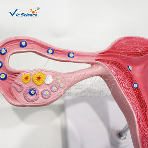 Modèle d'enseignement du processus de fécondation des œufs élargi Science médicale Anatomia Del Sistema Modèle de reproduction - Product Image 2