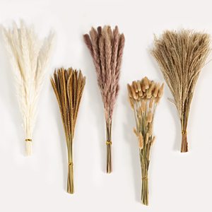 Ensemble de fleurs séchées naturelles (herbe de lapin et herbe de la pampa) avec livraison rapide et rapport d'inspection des plantes disponible. - Product Image 1