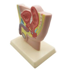Gelsonlab HSBM-288 Modello dell'Organo Maschile, Modello del Bacino Maschile, Modello dell'Inguine Maschile, Sezione del Bacino Maschile a Grandezza Naturale 1/2 - Product Image 3