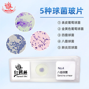 Cinco tipos de coxoides: comprensión preliminar de la morfología en la escuela de medicina; observación clara de bacterias microbianas - Product Image 2