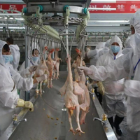 Machine d'abattoir de volaille à haute productivité clé en main avec roulement moteur pour abattoir de poulet halal garantie 1 an