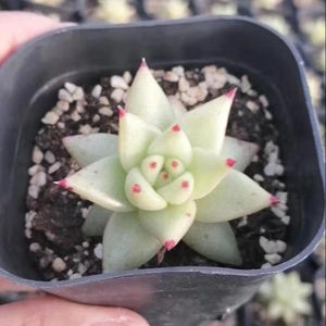 Plantas Suculentas Artificiales <span class=keywords><strong>Echeveria</strong></span> <span class=keywords><strong>Paso</strong></span> <span class=keywords><strong>Doble</strong></span> al por Mayor - Product Image 2