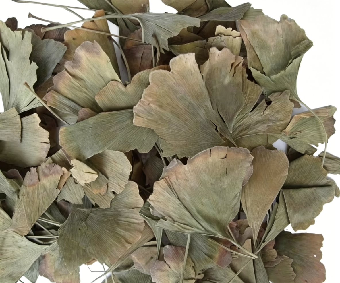 Traditional Chinese Herb Medicine Export GINKGO FOLIUM 1kg Ready-to-Eat