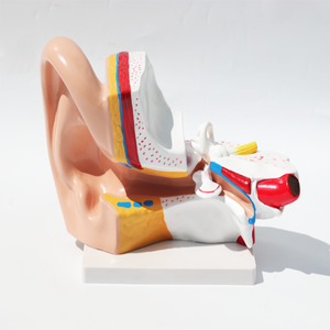 Anatomie de l'oreille humaine Modèle <span class=keywords><strong>géant</strong></span> Structure du système d'oreille intérieure moyenne extérieure pour l'enseignement des sciences médicales - Product Image 6