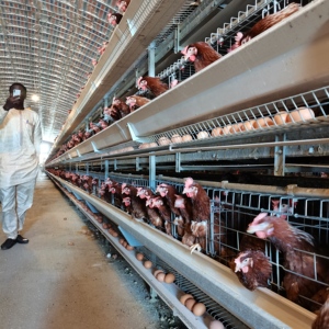Best Sell Supply Completely Automatic Laying Hen Egg <strong>Layer</strong> Battery H Type Chicken Cages <strong>System</strong> - Product Image 4