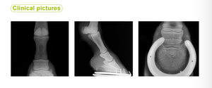 <strong>Cheap</strong> Price <strong>Veterinary</strong> X-ray <strong>Machine</strong> Digital Portable X-ray <strong>Machine</strong> for Animal Handheld <strong>Ultrasound</strong> Scanner for Dogs and Cats - Product Image 6