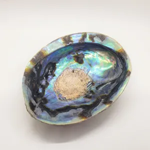 5 inch Abalone Shell for sale Wholesale Nature New Zealand abalone sea Shell