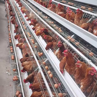 Cage à poules pondeuses de type A à 3 ou 4 niveaux, galvanisée, pour 96, 128, 160, 120 oiseaux, cage en batterie pour poules pondeuses, équipement d'élevage