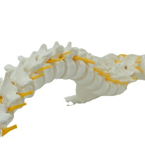 Modèles de colonne vertébrale humaine pour l'enseignement médical, y compris des modèles avec points d'origine et d'insertion musculaire, vente en gros. - Product Image 5