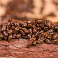 Manfaat Kesehatan Biji Cassia Herbal Cina Pembersihan Hati Detoksifikasi Biji Cassia