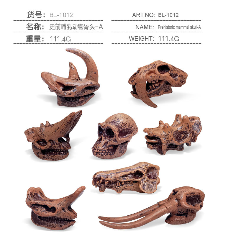 BL-1012 Crâne de mammifère préhistorique A 111,4g