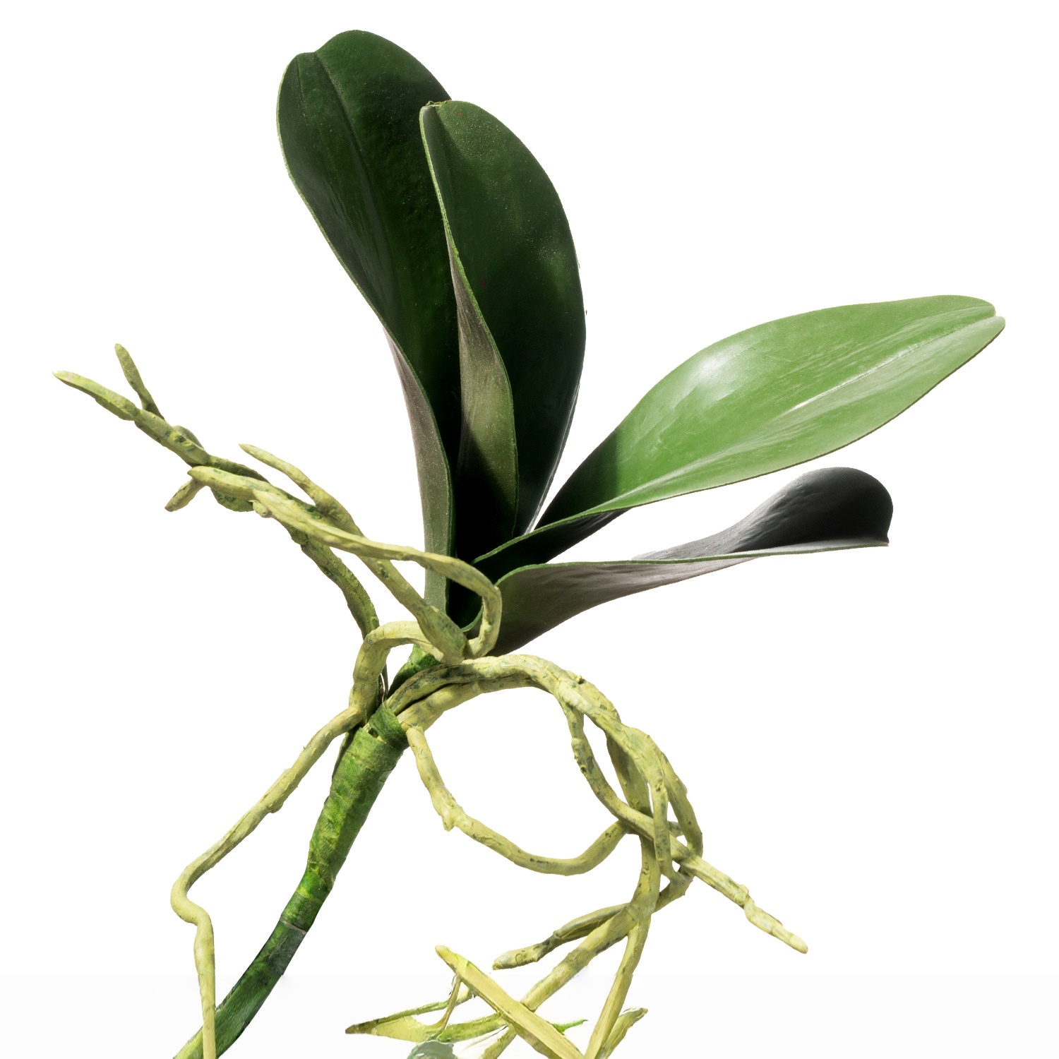 4 morceaux de petite orchidée papillon