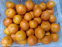 Oranges de Valence fraîches de qualité supérieure en provenance de Chine avec une durée de conservation de 2 ans