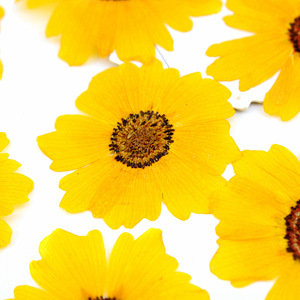 <span class=keywords><strong>Flores</strong></span> Secas Prensadas Reales de Coreopsis Amarilla Mini para Maquillaje Facial, Decoración de Festivales, Resina y Manualidades para Fundas de Teléfono - Product Image 6
