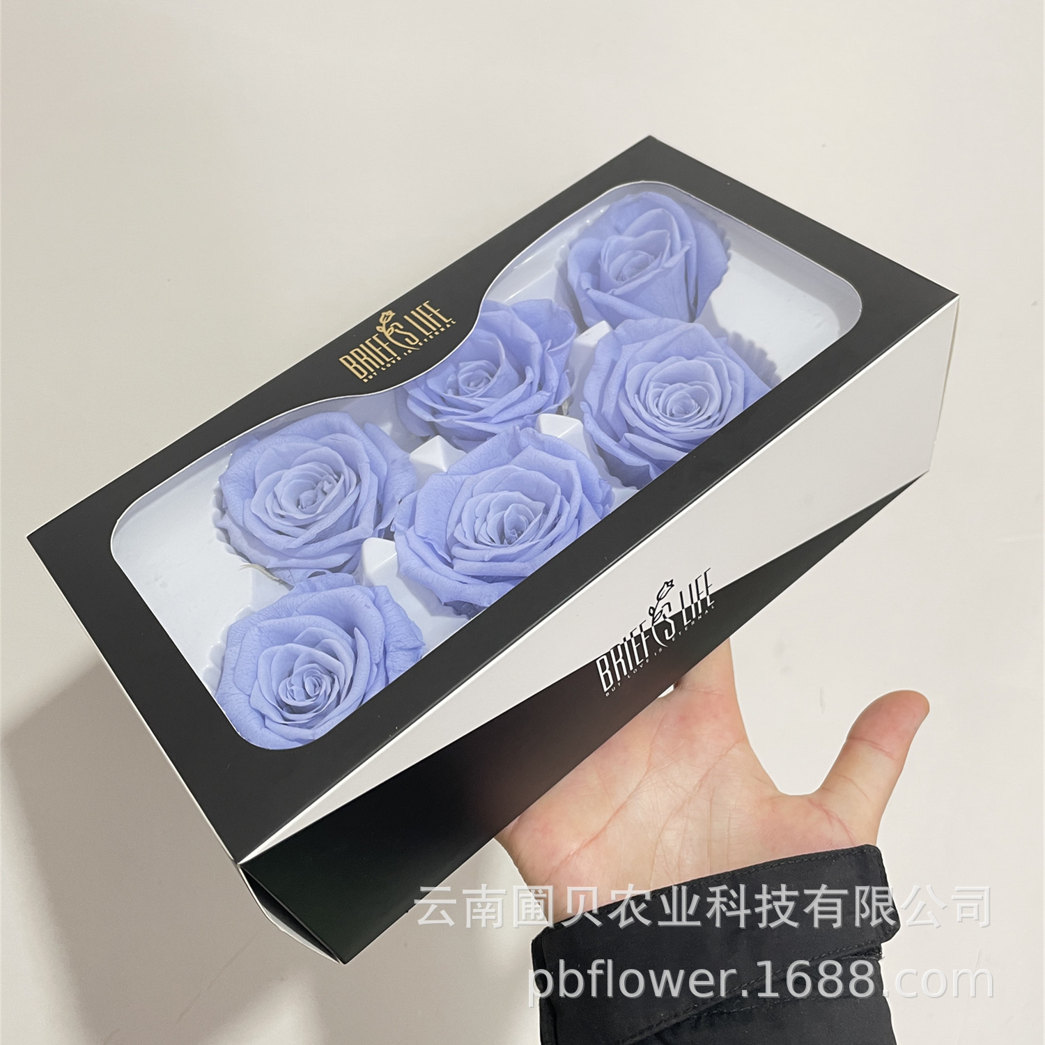 Bleu violet-6 pack