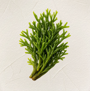 Extracto de Codium Fragile PDRN 1000 ppm, Polinucleótido Derivado de Plantas de Alta Pureza, Concentrado, Materia Prima Cosmética - Product Image 1