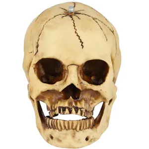 Resin Halloween medical research human bones dead head statues