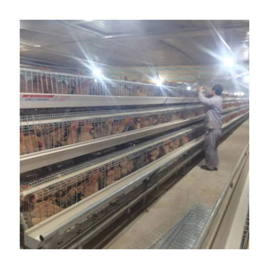 Cage à poules en plastique galvanisé à chaud, type antirouille, système automatisé, fermes avicoles, marque <span class=keywords><strong>TBB</strong></span>, disponible immédiatement - Product Image 5