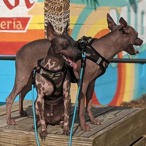 <span class=keywords><strong>Harness</strong></span> anjing semua cuaca Mesh reflektif tanpa tarik, <span class=keywords><strong>Harness</strong></span> untuk anjing kucing kecil sedang aman kait pengencang Loop cincin ganda - Product Image 6