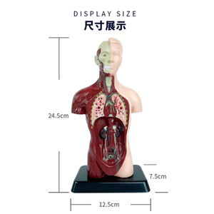 Modelo de órgano humano simulado con estructura esquelética, juguete educativo para niños de 7 a 14 años, herramienta de aprendizaje de ciencia Unisex - Product Image 4