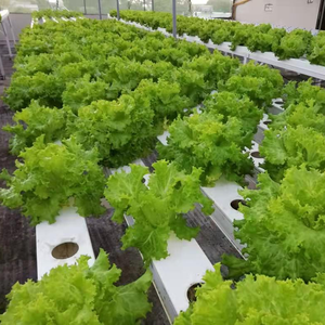 Système de culture hydroponique NFT personnalisé avec irrigation pour la culture de légumes-feuilles dans un projet d'agriculture en serre - Product Image 2