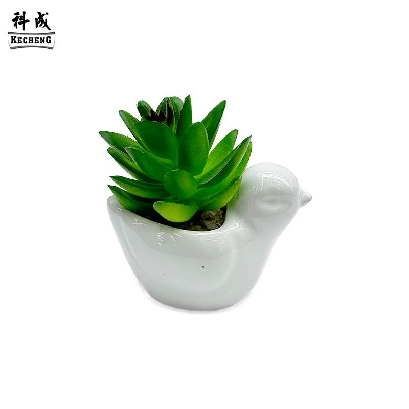 Uccello (miscela succulenta)