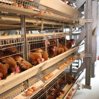 Cage de rehoussement galvanisée à chaud pour élevages de poules pondeuses de grande capacité, cages en acier pour animaux faciles à contrôler pour fermes, prix usine