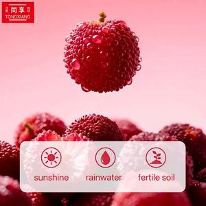 توينغشيانغ - سعر المصنع مباشرةً، توت بري طبيعي 100% بنكهة حلوة صحية ومغطى بالسكر، مغلف فرديًا 85 جرام، صلاحية 12 شهرًا - Product Image 1