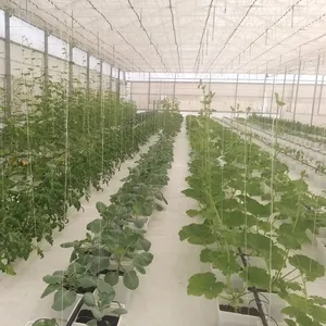 2022 yüksek kalite profesyonel hollandalı kova Bato Pot nft kanal domates salatalık biber yetiştiriciliği için hidroponik büyüyen sistemi