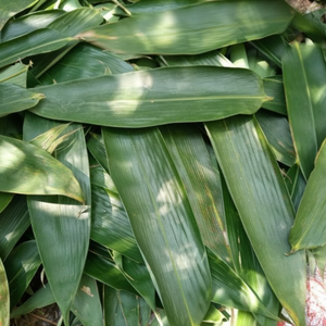 ใบไผ่ธรรมชาติสำหรับห่ออาหาร ชา และอาหารแบบดั้งเดิม - Product Image 1