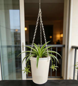 Nuovo Design: Vaso Sospeso Grande da 6 Pollici, Trasparente, Ecologico, Durevole, Autoirrigante, con Contenitore Esterno Bianco Robusto - Product Image 1