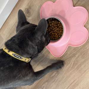 Ciotola a Forma di Zampa per Animali Domestici con Inserto in Acciaio Inox e Base Antiscivolo in Silicone per Cibo e Acqua di Cani e Gatti - Product Image 5